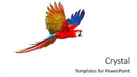  Presentation with parrot - Theme with colourful flying parrot isolated background and a white colored foreground