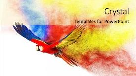  Presentation with parrot - Presentation theme having colourful flying parrot isolated background and a blonde colored foreground