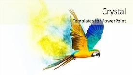  Presentation with parrot - Slide deck consisting of colourful flying parrot isolated background and a blonde colored foreground