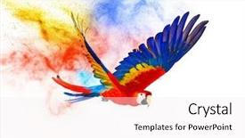  Presentation with parrot - Theme featuring colourful flying parrot isolated background and a sky blue colored foreground