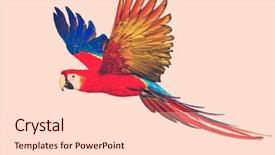  Presentation with parrot - Amazing slide deck having colourful flying parrot toned backdrop and a lemonade colored foreground