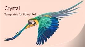  Presentation with parrot - PPT layouts enhanced with colourful flying parrot toned background and a lemonade colored foreground