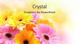  Presentation with gerbera daisies - Theme enhanced with colourful gerbera daisies background and a blonde colored foreground