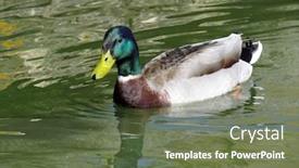  Presentation with duck - Theme enhanced with colourful-male-mallard-duck-anas background and a tawny brown colored foreground