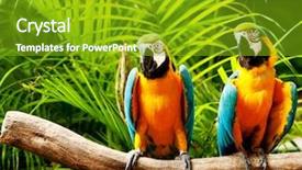  Presentation with parrot - Presentation having colourful parrot bird sitting background and a shamrock green colored foreground