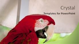  Presentation with parrot - Colorful slide deck enhanced with colourful parrot bird sitting on the perch backdrop and a soft green colored foreground