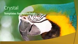  Presentation with parrot - Cool new PPT theme with colourful parrot bird sitting on the perch backdrop and a forest green colored foreground