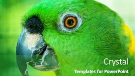  Presentation with parrot - Cool new PPT layouts with colourful-parrot-bird-sitting backdrop and a shamrock green colored foreground