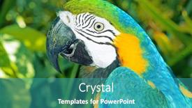  Presentation with parrot - Colorful slide set enhanced with colourful-parrot-bird-sitting backdrop and a teal colored foreground
