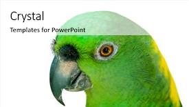  Presentation with parrot - PPT theme with colourful parrot bird sitting on the perch background and a white colored foreground