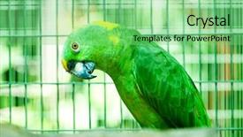  Presentation with parrot - Beautiful PPT theme featuring colourful parrot bird sitting on the perch backdrop and a seafoam green colored foreground