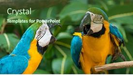  Presentation with parrots - Beautiful presentation featuring colourful-parrots-bird-sitting backdrop and a forest green colored foreground