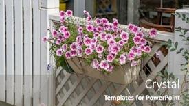  Presentation with street - PPT theme with colourful-petunia-flowers-for-sell background and a gray colored foreground