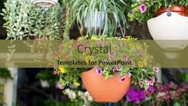  Presentation with garden - PPT theme consisting of colourful-petunia-flowers-hanging background and a gold colored foreground