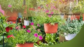  Presentation with garden - Slide deck having colourful-petunia-flowers-hanging background and a coral colored foreground
