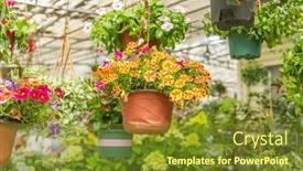  Presentation with garden - Presentation theme consisting of colourful-petunia-flowers-hanging background and a tawny brown colored foreground