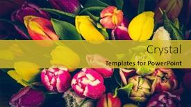  Presentation with tulip - 