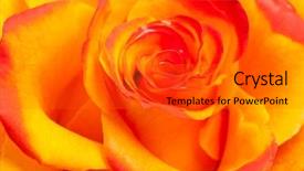  Presentation with rose yellow - Amazing PPT layouts having colse-up of yellow backdrop and a gray colored foreground