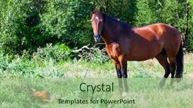  Presentation with foal - Colorful PPT theme enhanced with colt - adult mother horse with her backdrop and a mint green colored foreground