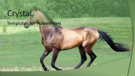  Presentation with stallion - Colorful theme enhanced with colt - buckskin akhal-teke stallion galloping backdrop and a seafoam green colored foreground