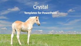  Presentation with beautiful green - Cool new PPT theme with colt - cute beautiful haflinger filly backdrop and a teal colored foreground