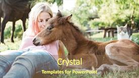  Presentation with foal - Colorful PPT theme enhanced with colt - farmer woman with foal backdrop and a tawny brown colored foreground