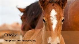  Presentation with foal - Audience pleasing slide set consisting of colt - mare and her foal backdrop and a coral colored foreground