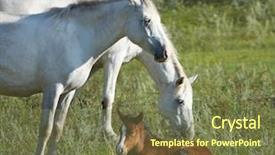  Presentation with new born - Presentation theme having colt - new-born foal and two horses background and a  colored foreground