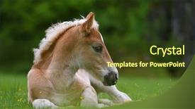  Presentation with foal - Slides enhanced with colt - young cute foal outdoor resting background and a tawny brown colored foreground