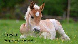  Presentation with foal - Presentation featuring colt - young cute foal outdoor resting background and a tawny brown colored foreground