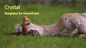  Presentation with foal - Presentation theme with colt - young cute foal resting background and a tawny brown colored foreground