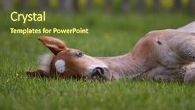  Presentation with foal - Colorful presentation enhanced with colt - young cute foal resting backdrop and a tawny brown colored foreground