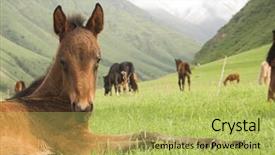  Presentation with pasture - PPT theme with colt in mountain pasture background and a yellow colored foreground