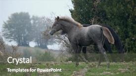  Presentation with park - Slides enhanced with colt trotting away in nebrodi background and a gray colored foreground