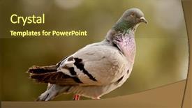  Presentation with beautiful nature - Beautiful slide deck featuring columba livia - beautiful wild pigeon backdrop and a tawny brown colored foreground