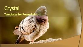  Presentation with beautiful nature - Cool new slide deck with columba livia - beautiful wild pigeon backdrop and a tawny brown colored foreground