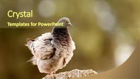  Presentation with beautiful nature - Amazing slide set having columba livia - beautiful wild pigeon backdrop and a tawny brown colored foreground