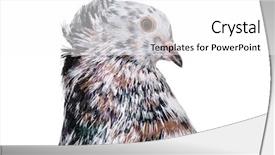  Presentation with english - Audience pleasing presentation consisting of columba livia - english fantail pigeon in profile backdrop and a white colored foreground