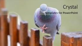  Presentation with pigeon pea diseases - Slide deck enhanced with columba livia - pigeon walks out wooden fence background and a mint green colored foreground