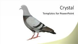  Presentation with white dove - Slides featuring columba livia - rock dove isolated on white background and a white colored foreground