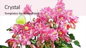  Presentation with red stars - Cool new slide deck with columbine - aquilegia vulgaris red stars flowers backdrop and a lemonade colored foreground