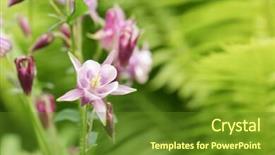  Presentation with blurred flowers - PPT theme having columbine - beautiful blooming flowers on blurred background and a  colored foreground
