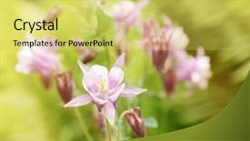 Presentation with blurred flowers - Cool new PPT theme with columbine - beautiful blooming flowers on blurred backdrop and a  colored foreground
