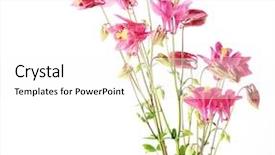  Presentation with red star - Cool new slide set with columbine - bunch of aquilegia red star backdrop and a  colored foreground