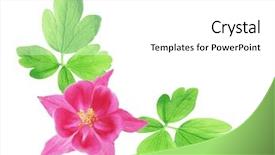  Presentation with red star - Presentation featuring columbine - single aquilegia red star flower background and a  colored foreground