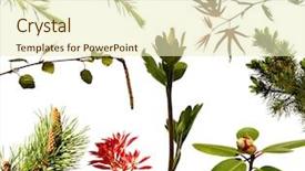  Presentation with young plant - Beautiful presentation theme featuring old-fashioned television with white background close up backdrop and a gray colored foreground