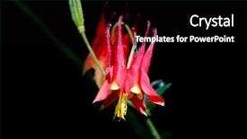  Presentation with stop violence against black women - Slide deck having columbine flower against black background background and a  colored foreground