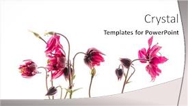  Presentation with flower - PPT layouts enhanced with columbine flower on the white background background and a white colored foreground