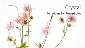  Presentation with flower - Theme enhanced with columbine-flower-on-the-white background and a white colored foreground