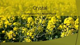  Presentation with oil seeds - Amazing slide deck having  backdrop and a  colored foreground.